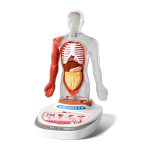 Set STEM de anatomie umană, model puzzle 3D cu 15 organe, TopBright ScienceCan