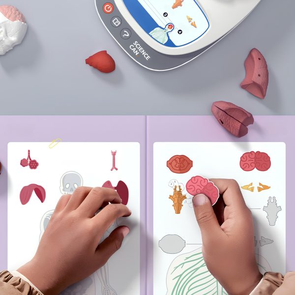 Set STEM de anatomie umană, model puzzle 3D cu 15 organe, TopBright ScienceCan