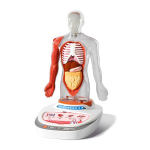 Set STEM de anatomie umană, model puzzle 3D cu 15 organe, TopBright ScienceCan