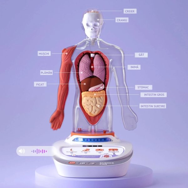 Set STEM de anatomie umană, model puzzle 3D cu 15 organe, TopBright ScienceCan