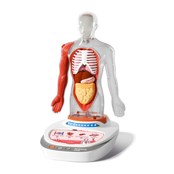 Set STEM de anatomie umană, model puzzle 3D cu 15 organe, TopBright ScienceCan Set STEM de anatomie umană, model puzzle 3D cu 15 organe, TopBright ScienceCan